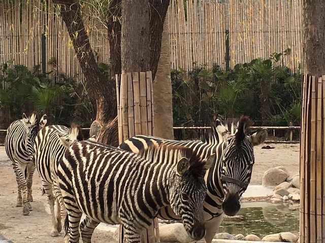 Shanghai Wild Animal Park 🦏