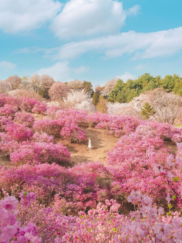 원미산 진달래동산 입구