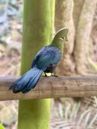 🦜 Discover Birds of Eden, South Africa 🌿