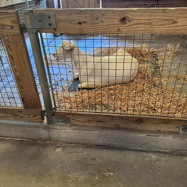 Riverbanks Zoo & Garden 🇺🇸