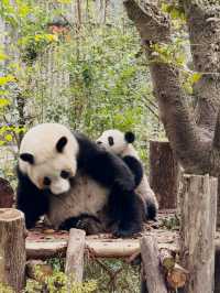 Best place to see Pandas in Chengdu?