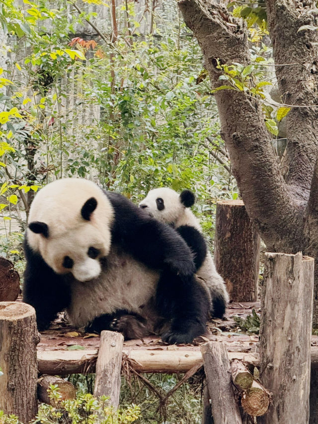 Best place to see Pandas in Chengdu?