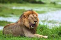 Embarking on a seven-day safari in Tanzania