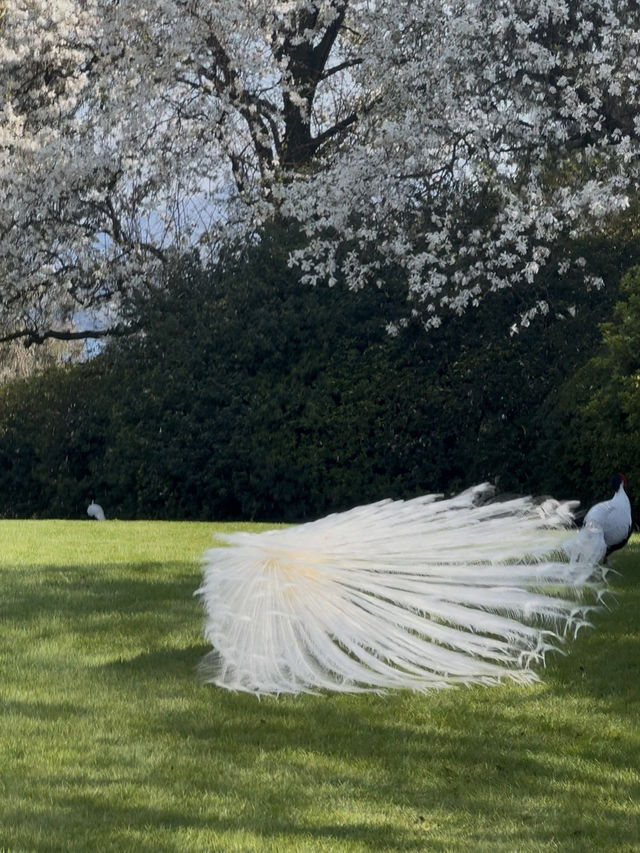 Isola Madre — Garden Glam & Peacock Power