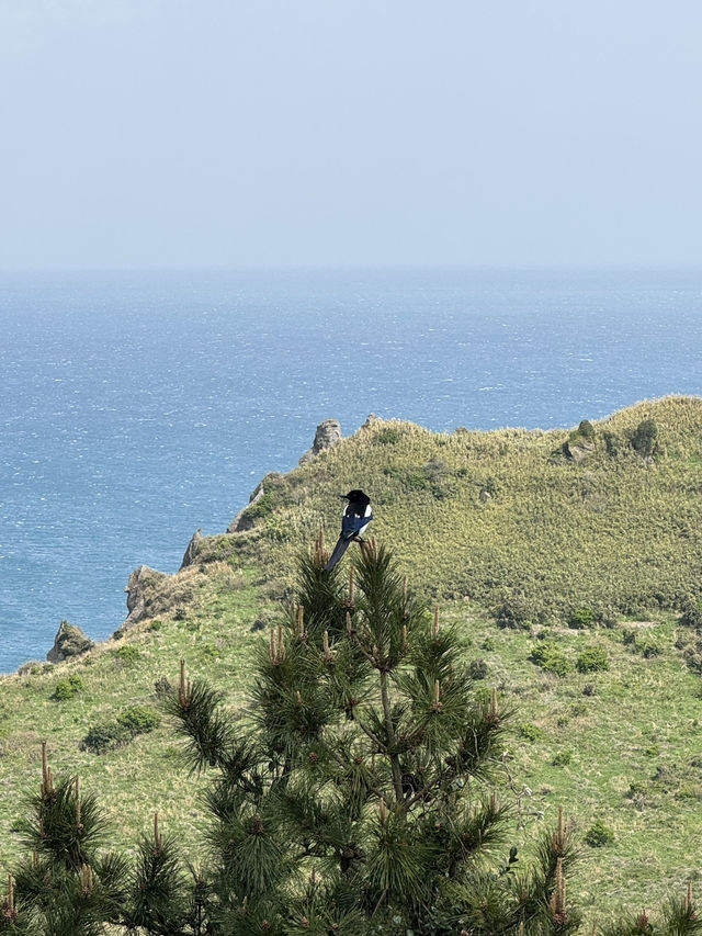 Jeju 2 Days Itinerary