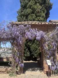 🌸🌸🌸 Granada is blooming beautiful 🌸🌸🌸