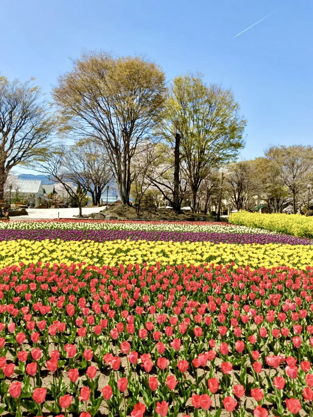 Spring at Katsunuma Garden – A Free Floral Escape