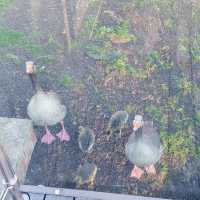The Cotswolds: Secluded Splendour