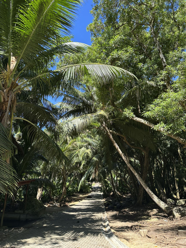 Best Place in Mahe to meet the tortoises