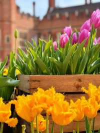 🌷 Hampton Court Palace in Bloom – The Best Time to Visit! 👑