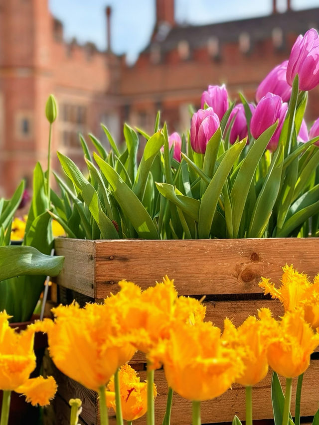 🌷 Hampton Court Palace in Bloom – The Best Time to Visit! 👑