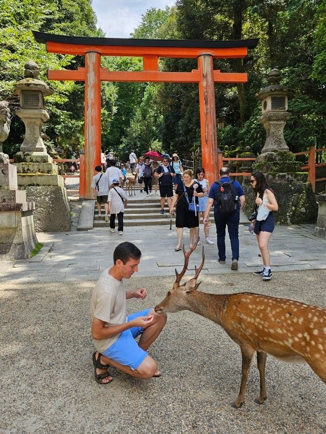 🦌 Nara Day Trip: What to See and How to Get There from Kyoto/Osaka