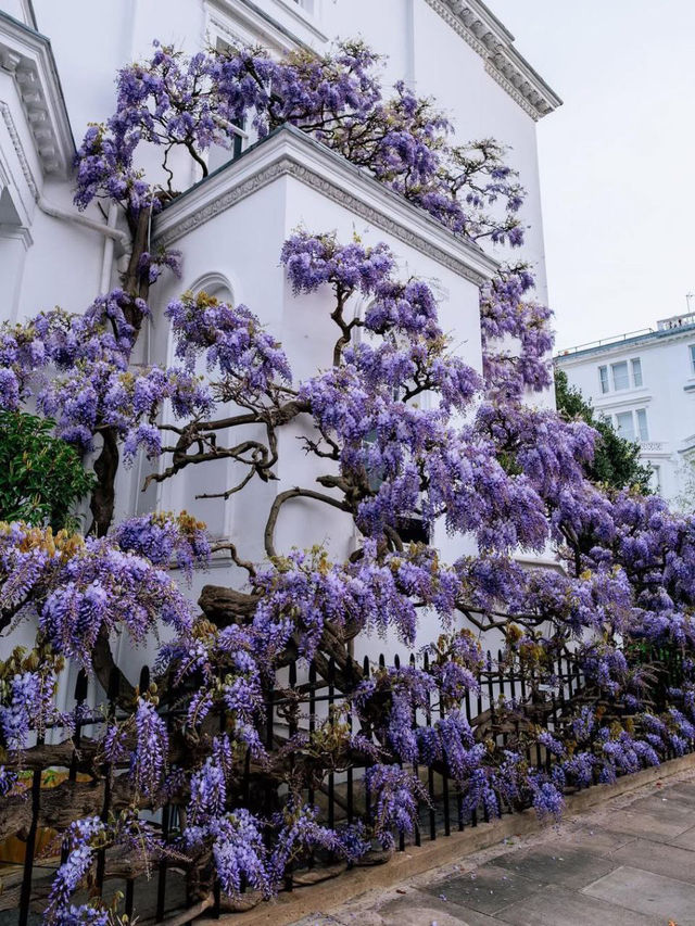 🎡 London – Where Royal Heritage Meets Modern Pulse