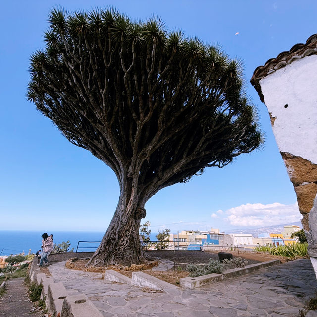 Sun, Stars & Volcano Trails: A Dreamy Holiday in Tenerife