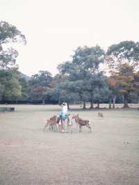 Deer Park Escape🦌