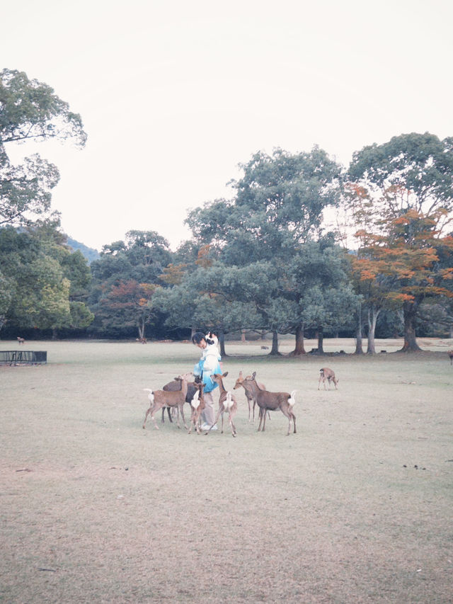 Deer Park Escape🦌 Deer Park Escape🦌