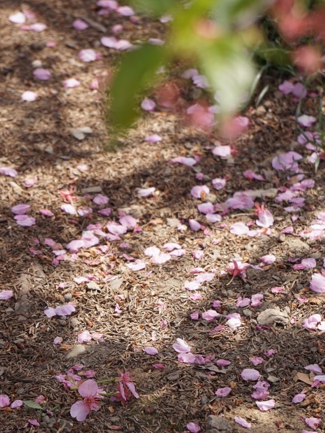 Sakura in full bloom at botanical gardens 