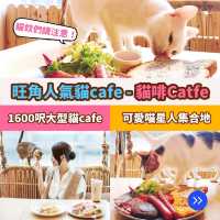 旺角人氣貓cafe🐱貓啡cafe
