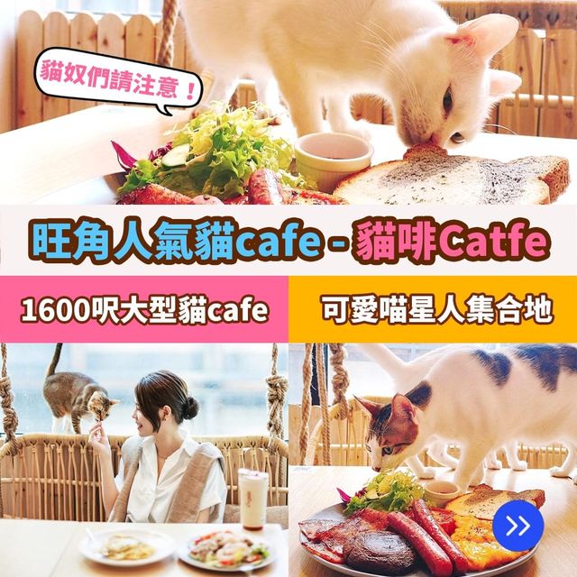旺角人氣貓cafe🐱貓啡cafe
