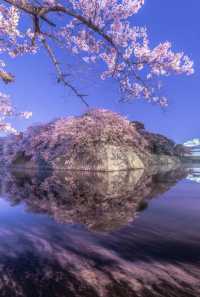 Recommend two Japanese cherry blossom viewing spots.