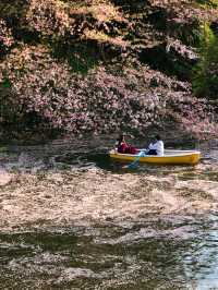 Do you love cherry blossoms like this?