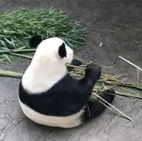 Panda Breeding Center in Dujiangyan! 🇨🇳