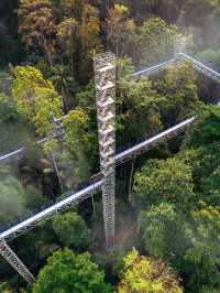Walking on 🌳 FOREST SKYWALK 🌳