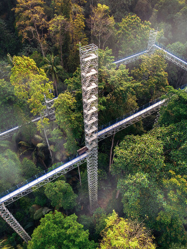 Walking on 🌳 FOREST SKYWALK 🌳