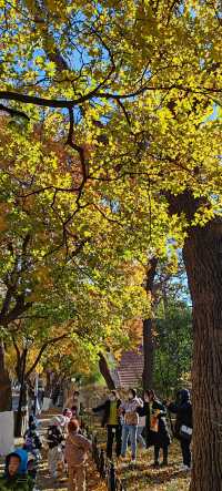 青島八大關異國建築群在色彩斑斕的閃爍下更加奪目迷人