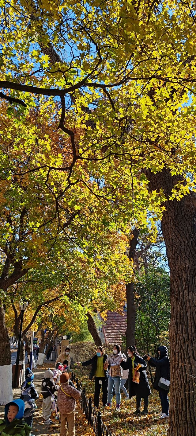 青島八大關異國建築群在色彩斑斕的閃爍下更加奪目迷人 青島八大關異國建築群在色彩斑斕的閃爍下更加奪目迷人