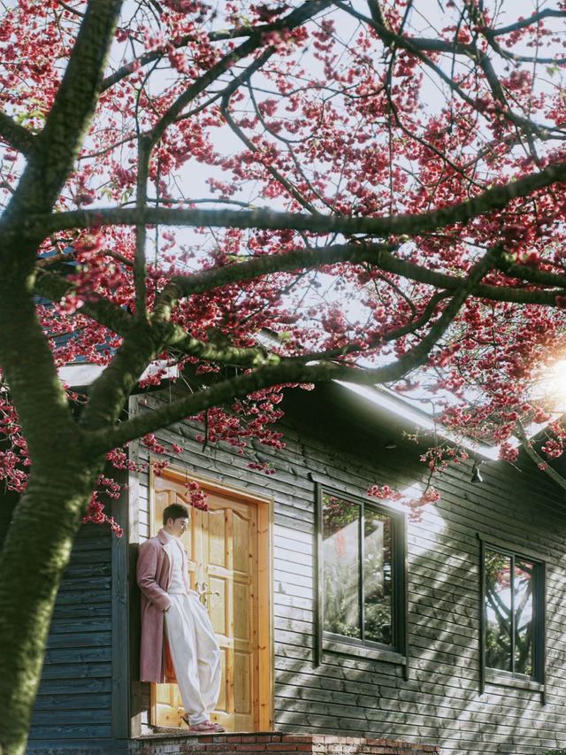 坐粉紅色小火車宮赴福建最美賞櫻之地 坐粉紅色小火車宮赴福建最美賞櫻之地