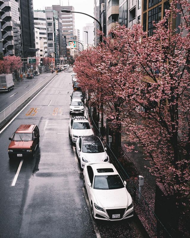 渋谷 雨中の桜華