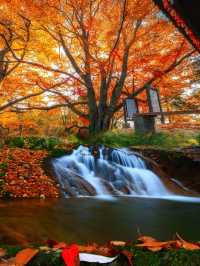 光霧山紅葉之旅：感受秋天的視覺盛宴