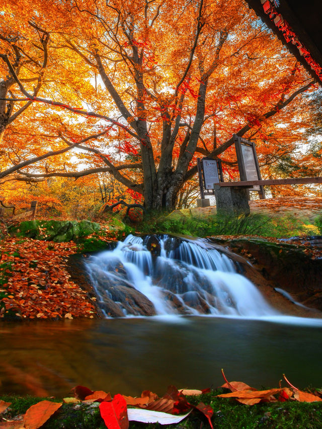 光霧山紅葉之旅：感受秋天的視覺盛宴