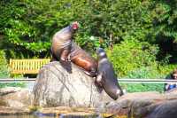 紐約中央公園：繁華城市之息與野生動物的樂園