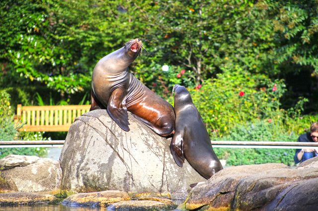 紐約中央公園：繁華城市之息與野生動物的樂園