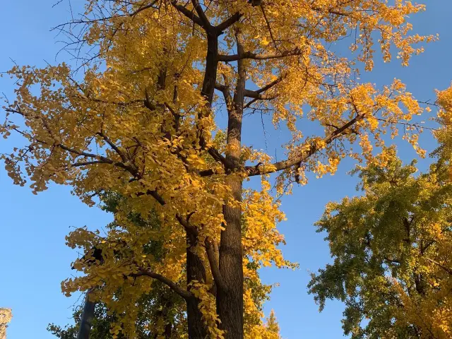 Ginkgo at Confucius Temple, Tangshan Hot Springs: Nanjing's Autumn Limited Tour