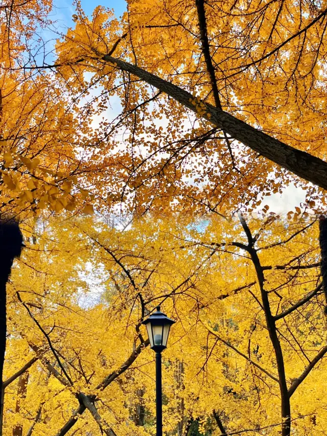 The severely underestimated place in Shanghai for enjoying the autumn leaves: Zhongshan Park