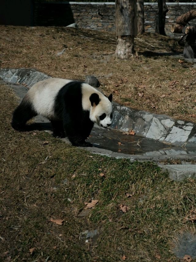 Pandas in Aba!