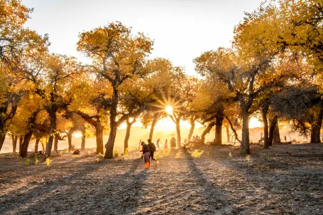 Poplar Forest in the dawn