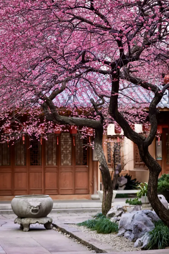 I have searched all over the south of the Yangtze River and found 2 plum blossoms with the most Buddha nature