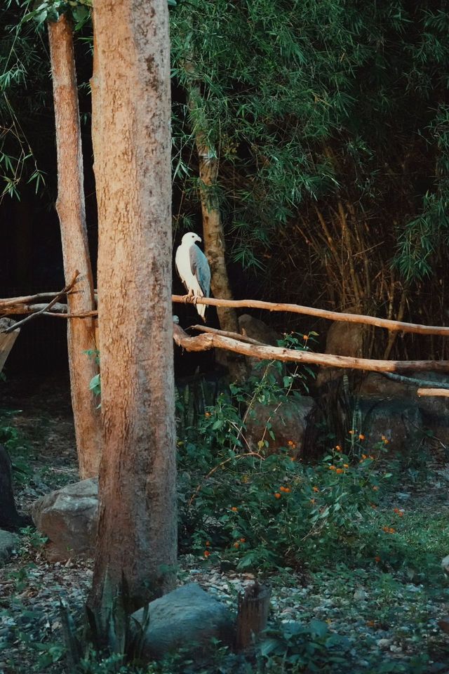 清邁亞洲最大夜間動物園Night Safari