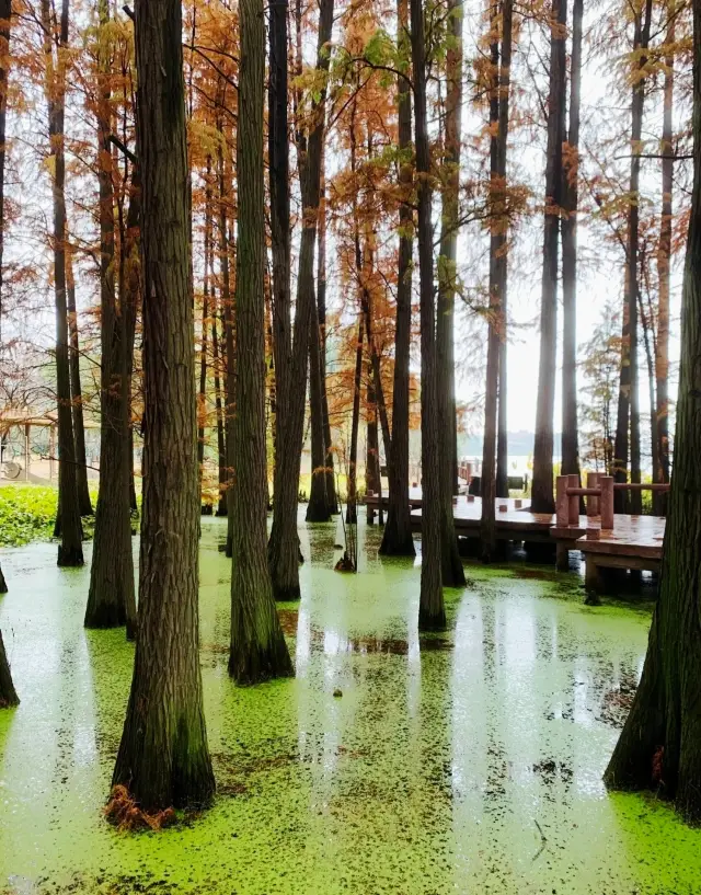 This small island by the East Lake has witnessed the most beautiful form of love