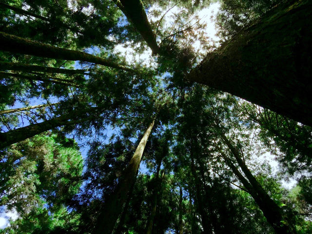 人間仙境台灣阿里山