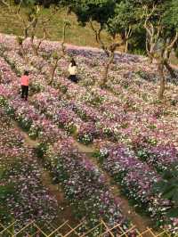 深圳西麗生態公園｜戶外溜孩子好去處