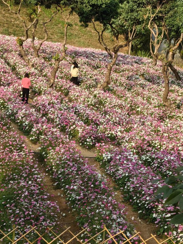 深圳西麗生態公園｜戶外溜孩子好去處