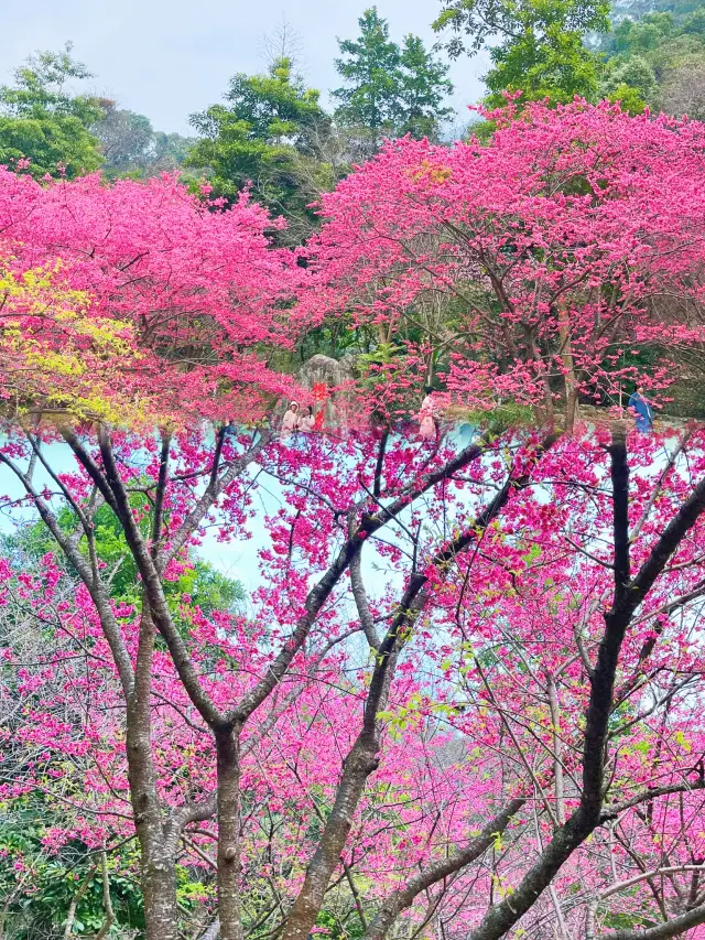 櫻花開了福州國家森林公園櫻花綻放季：一場視覺與嗅覺的