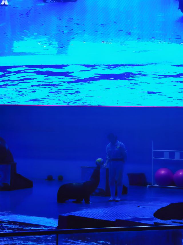 海洋世界｜治療系的深藍夢境