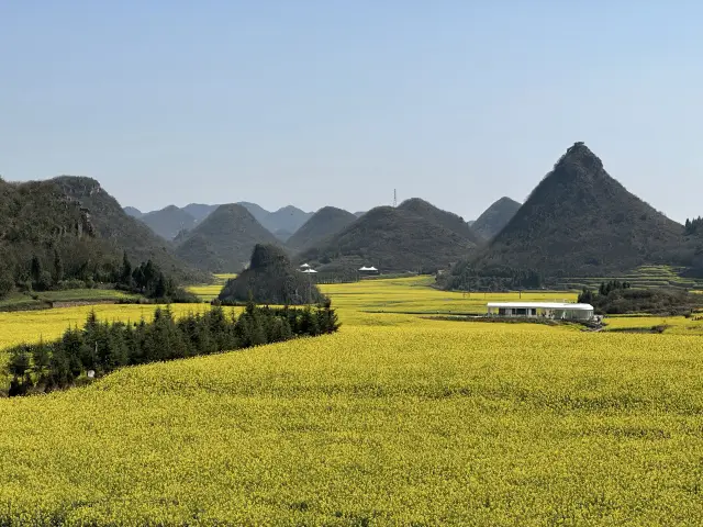 Yunnan Qujing | Luoping Rapeseed Flowers: The Hometown of 'Golden Splendor'