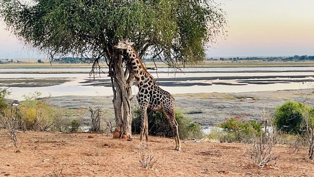 非洲博茨瓦納，喬貝國家公園Safari追動物